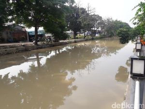 Ikan-ikan di Kali Kemakmuran Bekasi Mabuk