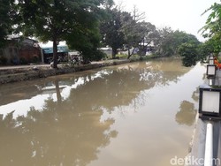 Ikan-ikan di Kali Kemakmuran Bekasi Mabuk