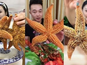 Ya Ampun! Banyak Foodies di China Mukbang Makan Bintang Laut