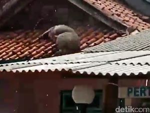 Heboh Video Babi Ngepet di Garut, Begini Faktanya