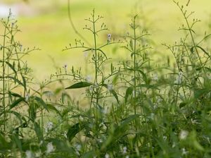 Pahitnya Sambiloto, Penangkal Gejala Kencing Manis
