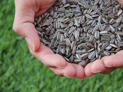 Khusus Buat Orang Malas, Kini Ada Mesin Pengupas Kuaci Otomatis