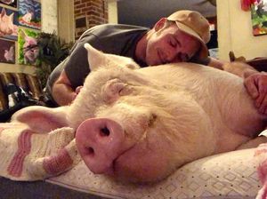 Karena Sayang, Keluarga Ini Tak Jadi Santap Babi yang Diadopsi