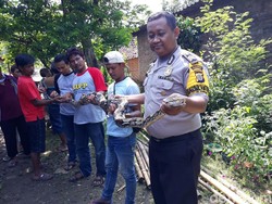 Cegah Serangan Ular, Pemkab Gunungkidul Imbau Warga Jaga Kebersihan