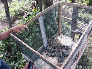 Ibu dan Anak Diserang Piton, Warga Gunungkidul Sweeping Sarang Ular