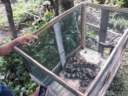 Ibu dan Anak Diserang Piton, Warga Gunungkidul Sweeping Sarang Ular