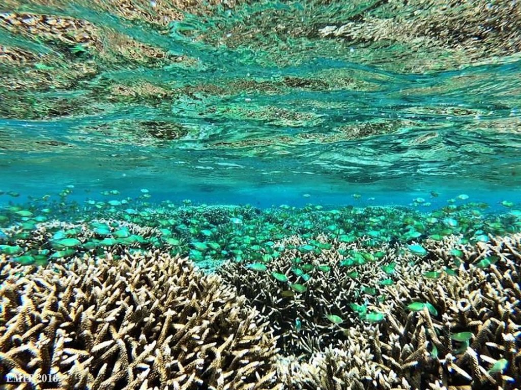 Surga Bawah Laut Halmahera Selatan Surga Bawah Laut Halmahera Selatan
