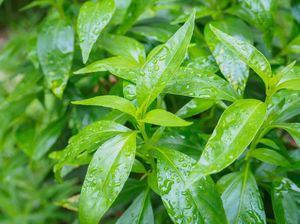 Manfaat Daun Sambiloto yang Dipercaya Mampu Cegah Virus Corona Manfaat Daun Sambiloto yang Dipercaya Mampu Cegah Virus Corona