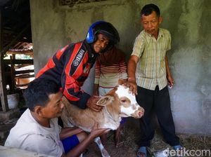 Anak Sapi di Gunungkidul Lahir Hanya Berkaki 2