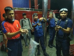 Damkar Evakuasi 7 Ekor Sanca yang Bikin Kaget Warga Jagakarsa
