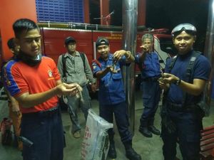 Damkar Evakuasi 7 Ekor Sanca yang Bikin Kaget Warga Jagakarsa Damkar Evakuasi 7 Ekor Sanca yang Bikin Kaget Warga Jagakarsa