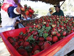 3,9 Juta Pelaku UMKM Nikmati KUR BRI Rp 80,2 Triliun
