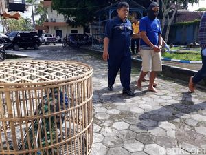 Warga Jepara Ini Jualan Cendrawasih hingga Kanguru Secara Online