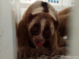 76 Kukang Jawa yang Disita dari Pemburu Dinyatakan Sehat 76 Kukang Jawa yang Disita dari Pemburu Dinyatakan Sehat