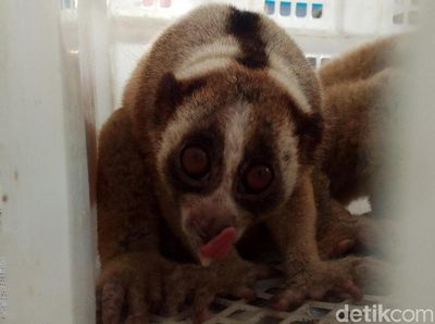 76 Kukang Jawa yang Disita dari Pemburu Dinyatakan Sehat