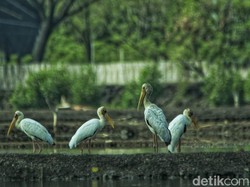 Penampakan Bangau Bluwok yang Hampir Punah di Probolinggo