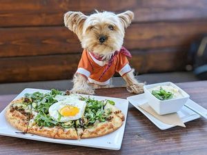 Yuk Kenalan Sama Lennon, Anjing Foodies yang Gemesin Banget!