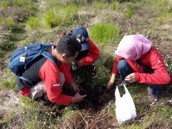Jalur Pendakian Ditutup, Gunung Prau Akan Ditanami Ribuan Bibit Cemara