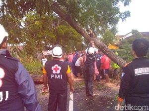 Diterpa Hujan dan Angin Kencang, Sejumlah Pohon di DIY Tumbang