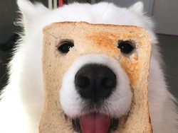 Duh! Lucunya Anjing Ini Doyan Ngemil Selada hingga Kerupuk