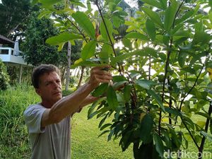 Marco, Bule Kanada 15 Tahun Kumpulkan Pohon Lokal di Pangandaran