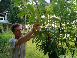 Marco, Bule Kanada 15 Tahun Kumpulkan Pohon Lokal di Pangandaran