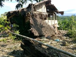 Gajah Liar Rusak Perkebunan Warga di Aceh Utara, Warga Cemas