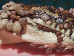 Potret Ular Piton dengan Ratusan Kutu Parasit Ini Bikin Merinding