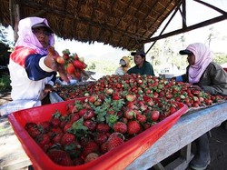 3,9 Juta Pelaku UMKM Nikmati KUR BRI Rp 80,2 Triliun