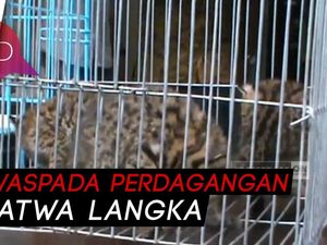 Berani Jual Satwa Langka di Medsos, Pria Ini Diringkus Polisi