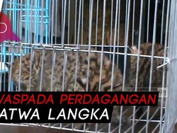 Berani Jual Satwa Langka di Medsos, Pria Ini Diringkus Polisi