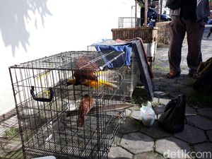 18 Ekor Satwa Langka Sitaan Perdagangan Online Akan Dilepasliarkan