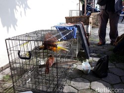 18 Ekor Satwa Langka Sitaan Perdagangan Online Akan Dilepasliarkan