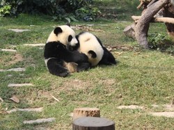 Hai Traveler, Panda-panda Lucu Ini Menunggumu di Macau