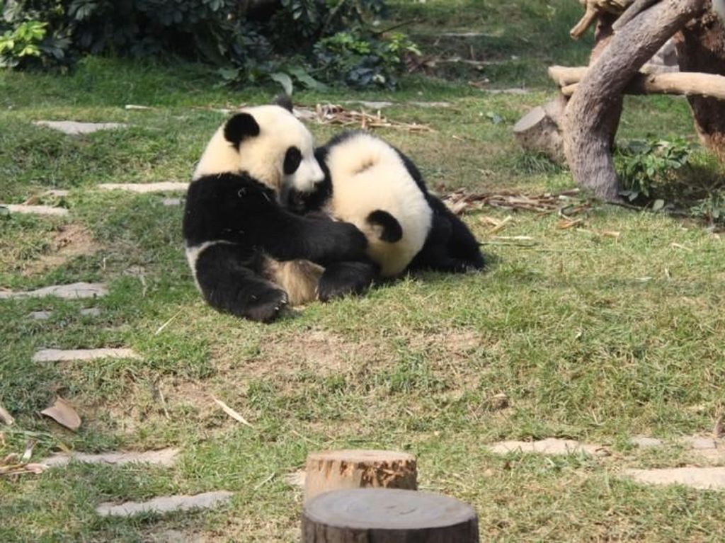 Aih! Gemasnya Lihat Tingkah Bayi Panda di Jepang Aih! Gemasnya Lihat Tingkah Bayi Panda di Jepang