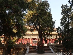 Sentuh Pohon Ini, Maka Kamu Diberkati Dewa