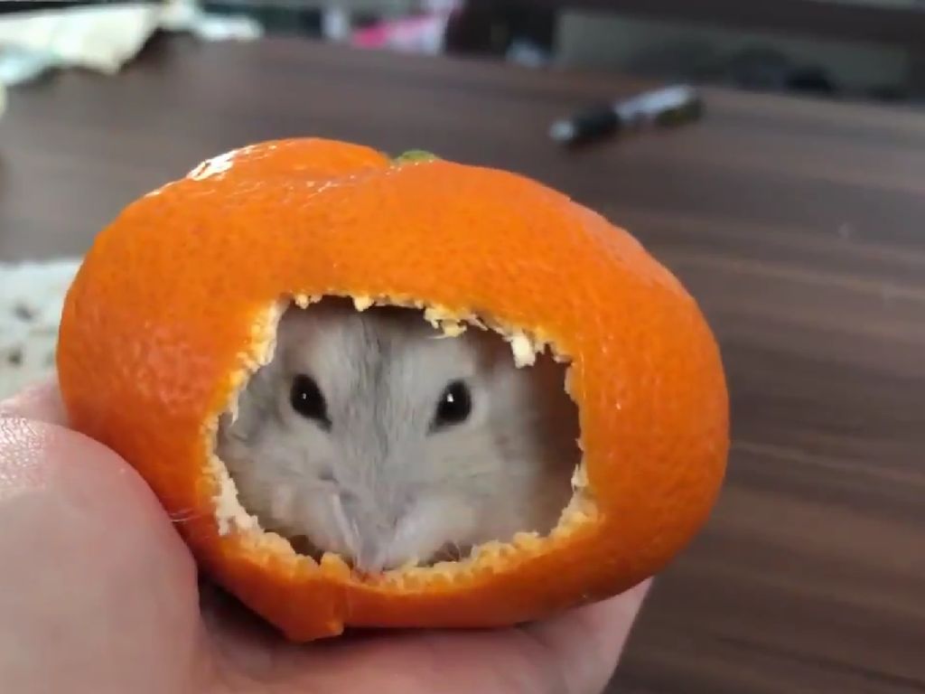 Menggemaskan! Hamster Ini Nyempil Didalam Kulit Jeruk Mandarin