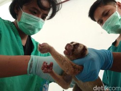 76 Kukang Jawa yang Diselamatkan Polisi Segera Dilepas