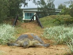 Penyu di Australia Ini Tersesat ke Wilayah Permukiman