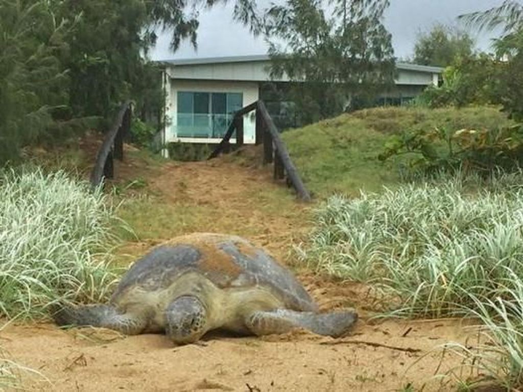 Penyu di Australia Ini Tersesat ke Wilayah Permukiman Penyu di Australia Ini Tersesat ke Wilayah Permukiman