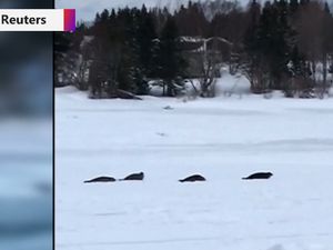 Bikin Geger! Kota Kecil di Kanada Dibuat Kacau oleh Anjing Laut