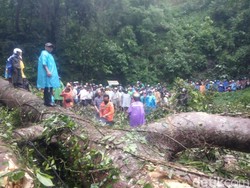 3 Pohon Tumbang di Gumitir, Jalur Jember-Banyuwangi Macet Total