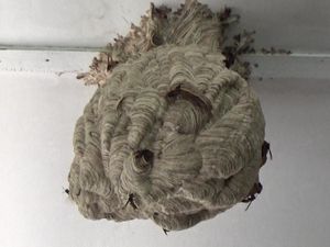 Damkar Maros Evakuasi Sarang Tawon Sebesar Bola Sepak di Markas Kodim