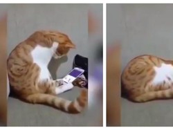 Bikin Mewek, Viral Video Kucing Lihat Video Temannya yang Sudah Tiada