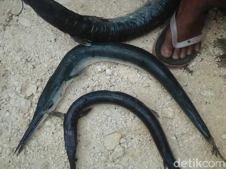 Serang Nelayan Pangandaran hingga Tewas, Ini Penampakan Ikan Caroang