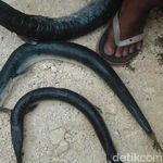 Serang Nelayan Pangandaran hingga Tewas, Ini Penampakan Ikan Caroang
