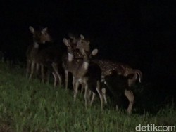 Baru Ditangkarkan di Lhokseumawe, Rusa Totol dari Istana Bogor Patah Kaki