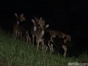 Baru Ditangkarkan di Lhokseumawe, Rusa Totol dari Istana Bogor Patah Kaki Baru Ditangkarkan di Lhokseumawe, Rusa Totol dari Istana Bogor Patah Kaki
