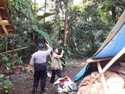 Diduga Habitat Rusak, Monyet Liar Serbu Permukiman Warga di Lumajang