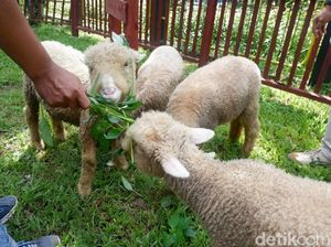 Inilah Domba Batur, yang Populasinya Terus Menurun